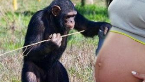Jovem de 19 anos ENGRAVIDA de um macaco chimpanzé