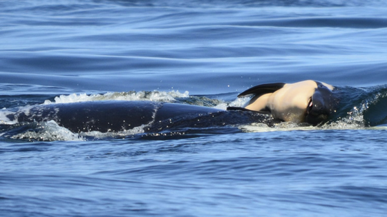 Orca carrega filhote morto por 17 dias
