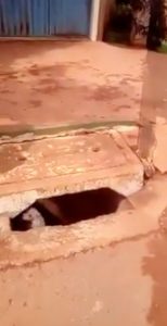 Mulher joga cachorro vivo dentro de caixa de esgoto