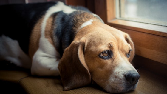 Remédios caseiros para diarreia em cachorros