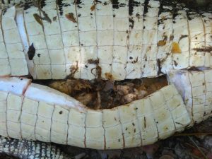 Restos mortais de duas pessoas são encontrados no estômago de crocodilo