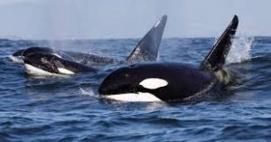 Drone descobre baleias em jaulas submarinas