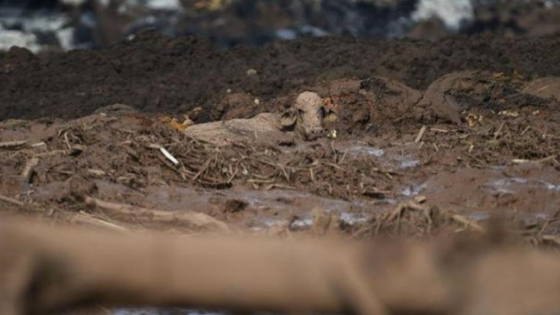 Animais presos na lama de Brumadinho são executados com tiro de fuzil