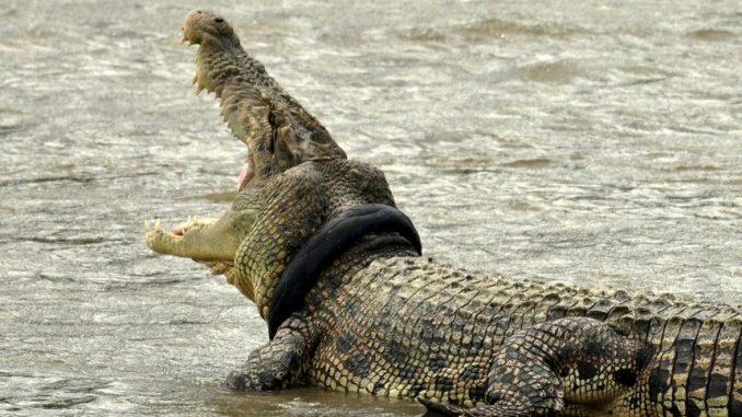Crocodilo devora pastor evangÃ©lico que batizava fieis