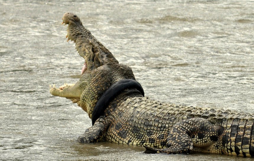 Crocodilo devora pastor evangélico que batizava fieis
