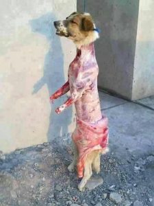 Mulher vendia espetinho feito com carne de cachorro