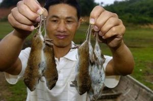 Por que os chineses começaram a comer ratos