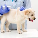 vacina contra COVID-19 para animais