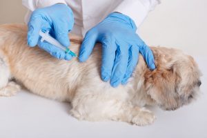 vacina contra COVID-19 para animais